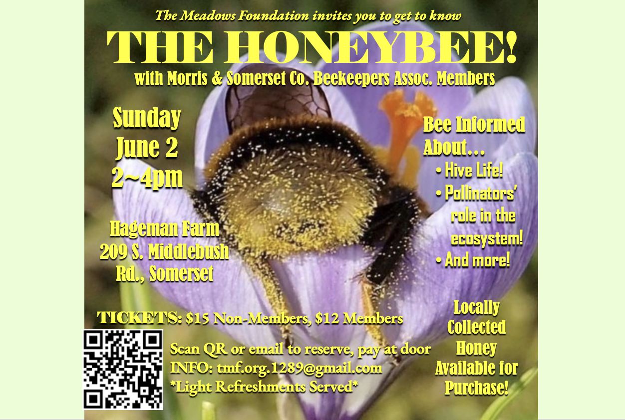 The Meadows - 🌷 Did you know sleepy bees will nap in flowers with ...