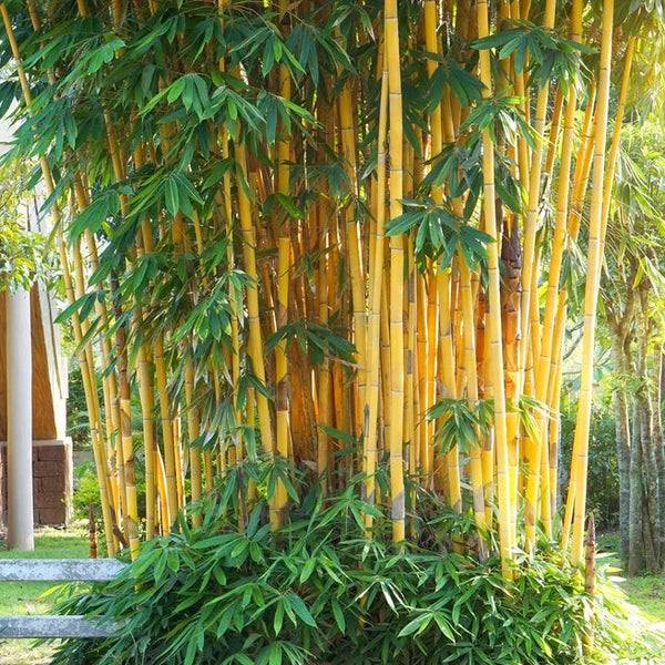 Midula Plants - Rosa pichcha | රෝස පිච්ච හොදින් වැඩුනු... | Facebook