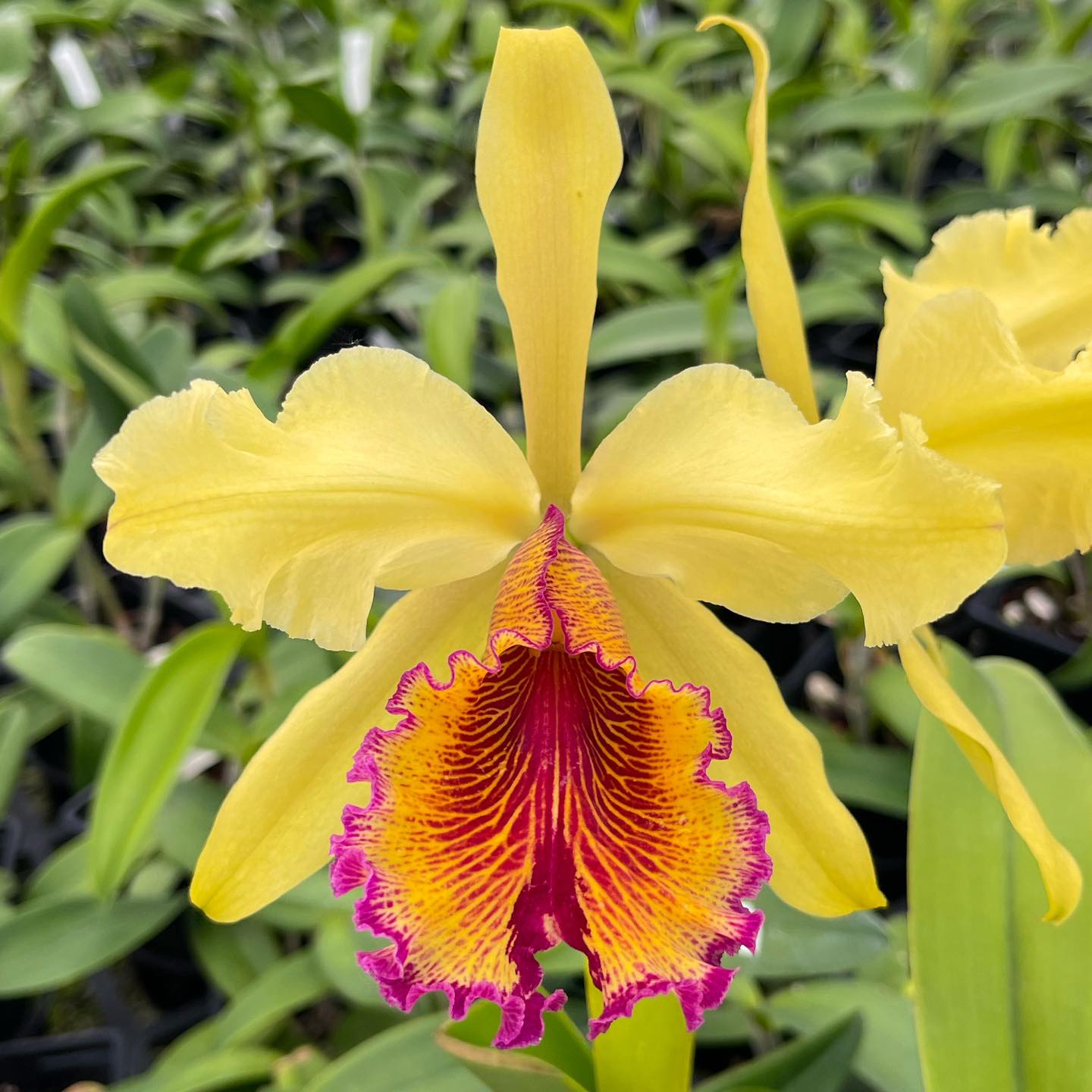 Cattleya leopoldii x dowiana aurea orchid