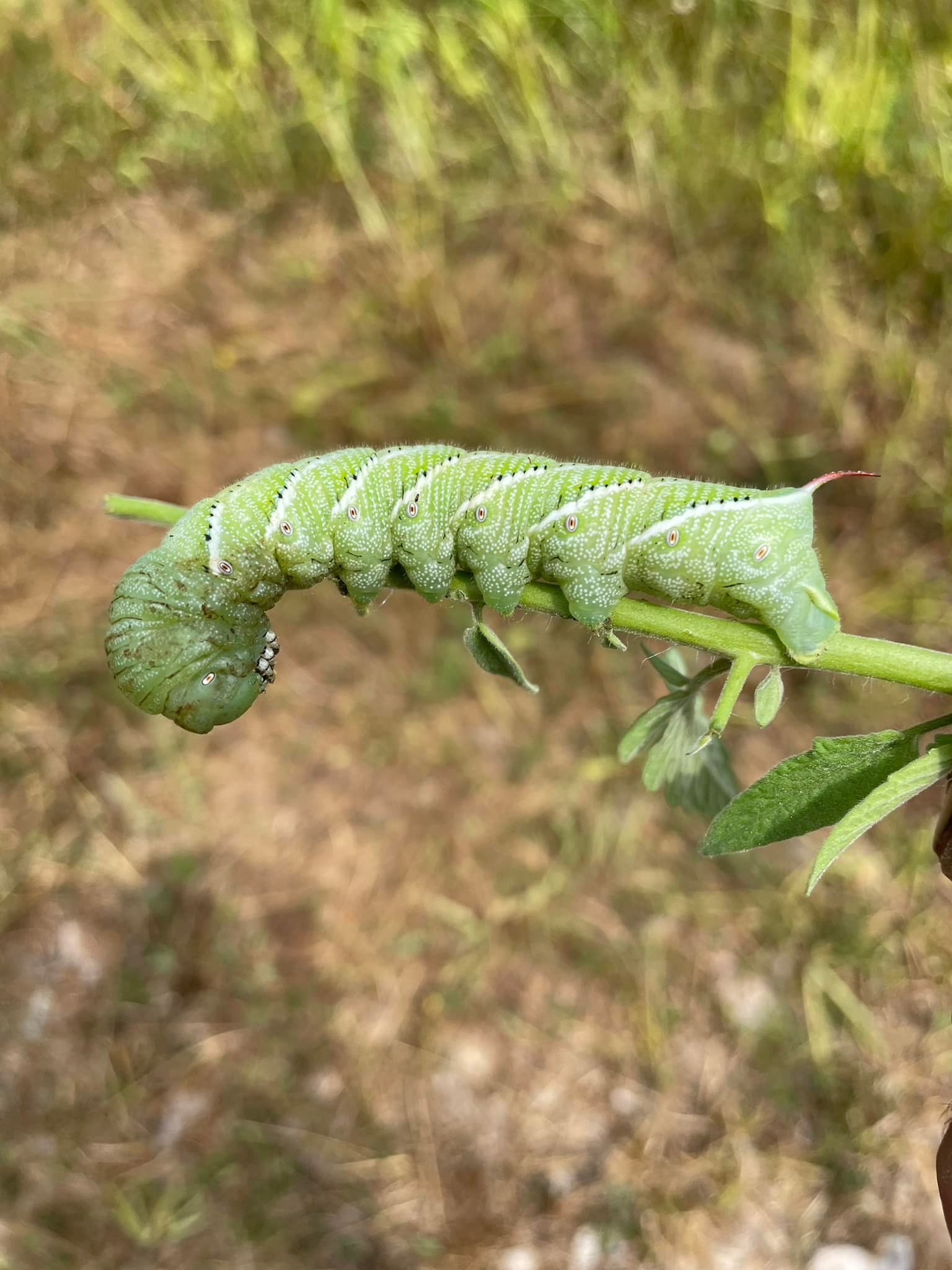 Copperhead Row Hemp Farms | Grantsville WV