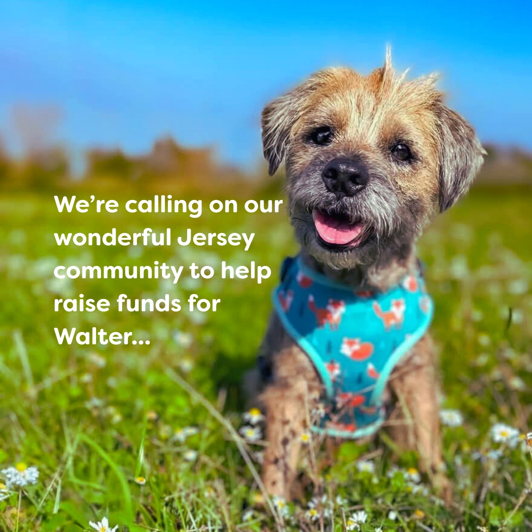 JSPCA Animals' Shelter | Jersey