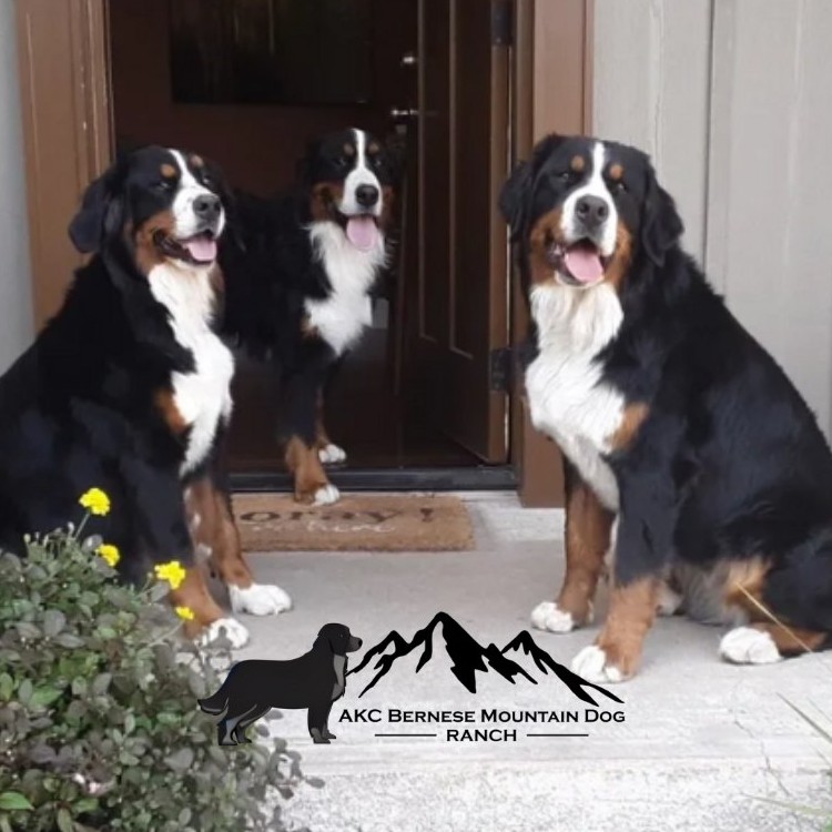 AKC Bernese Mountain Dog Ranch - AKC Bernese Mountain Dogs added a new ...