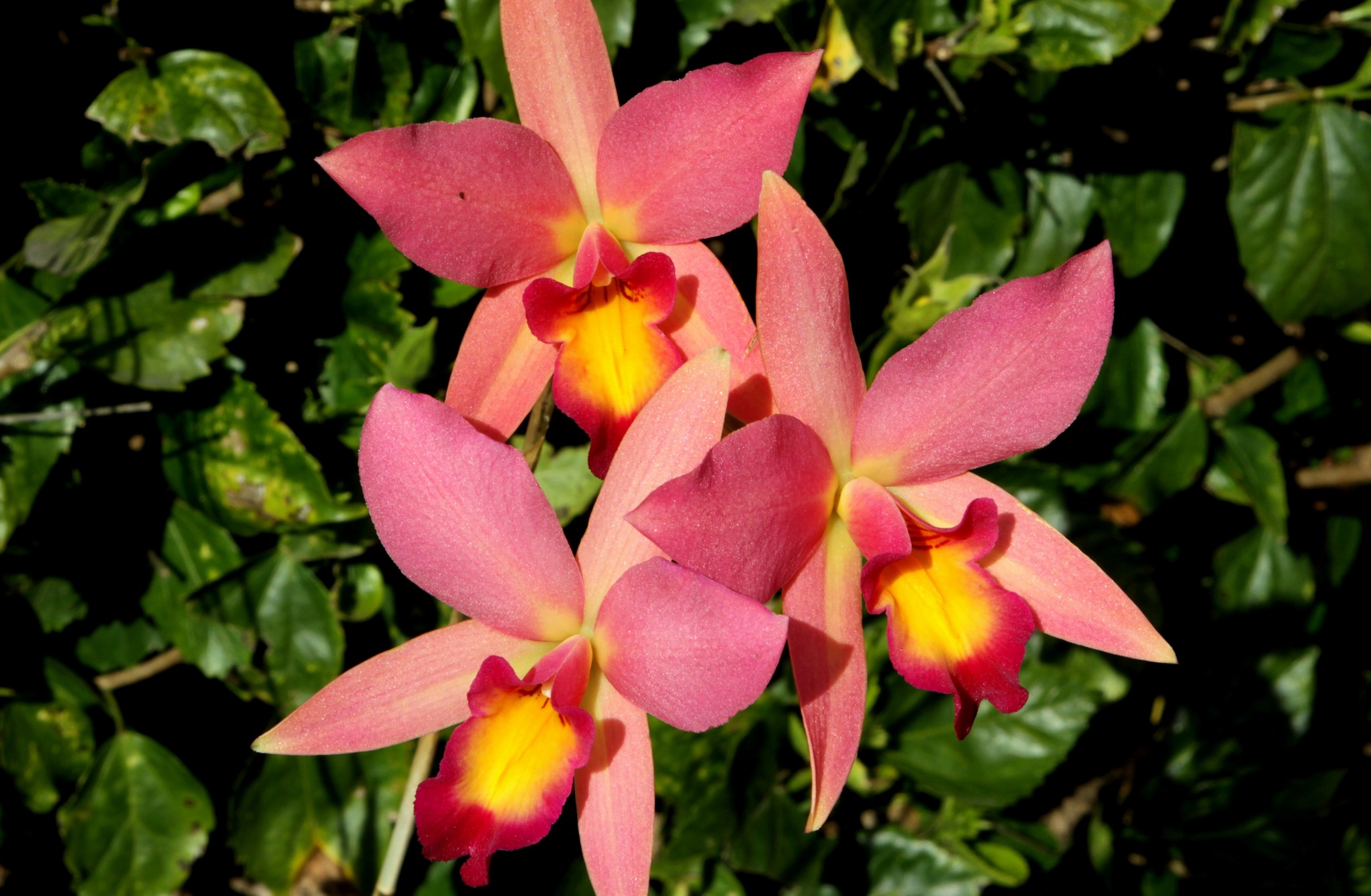 Laelia purpurata 'Nancy' FCC/AOS orchid display