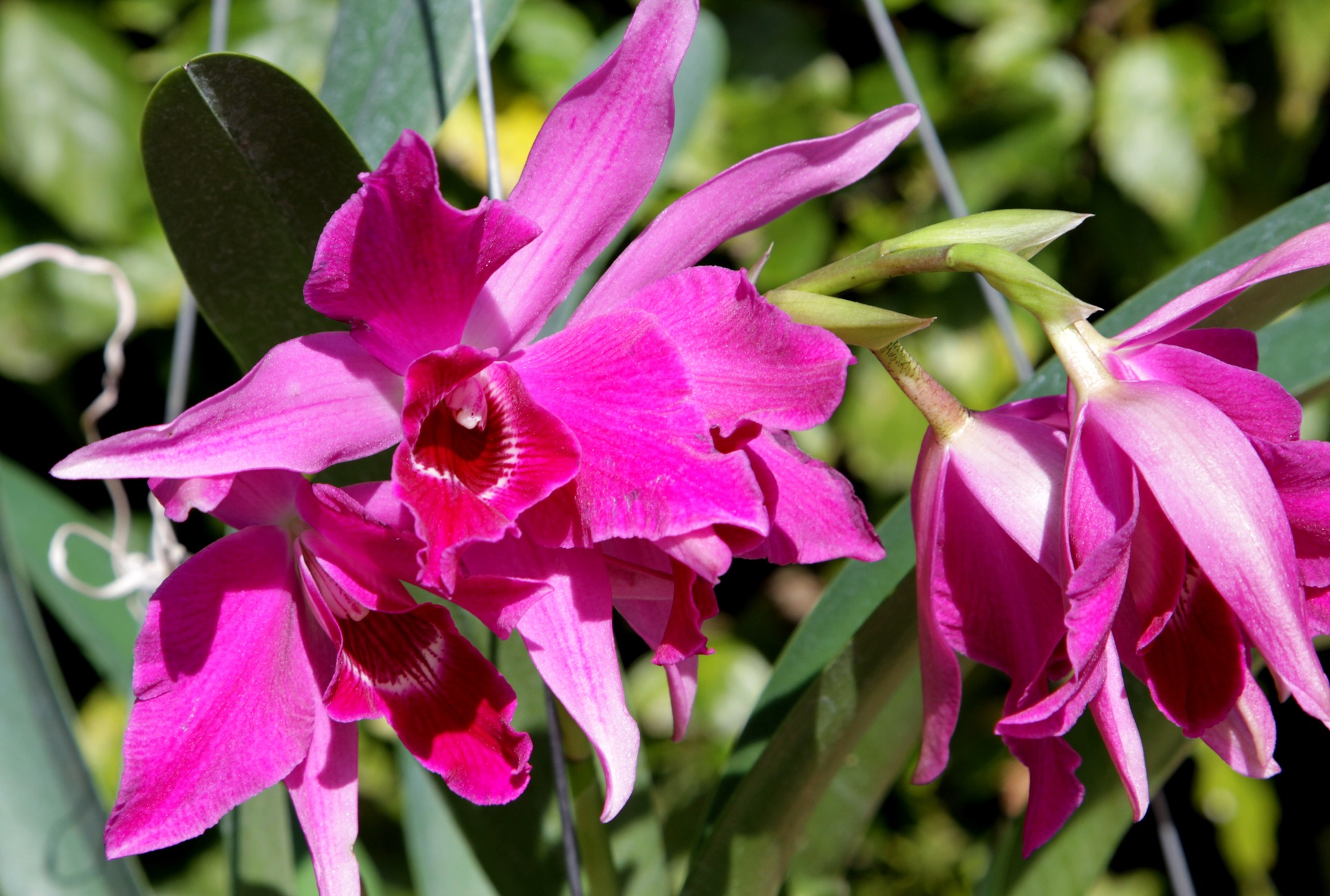 Laelia purpurata 'Nancy' FCC/AOS orchid display