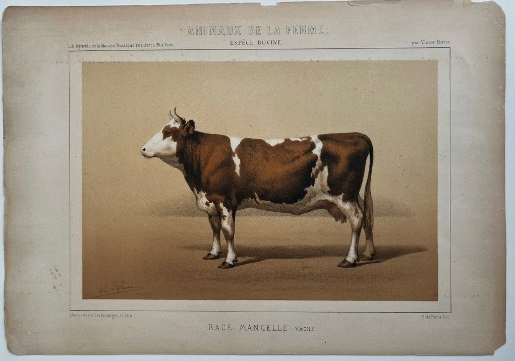 Vintage lithograph print of kamdhenu cow