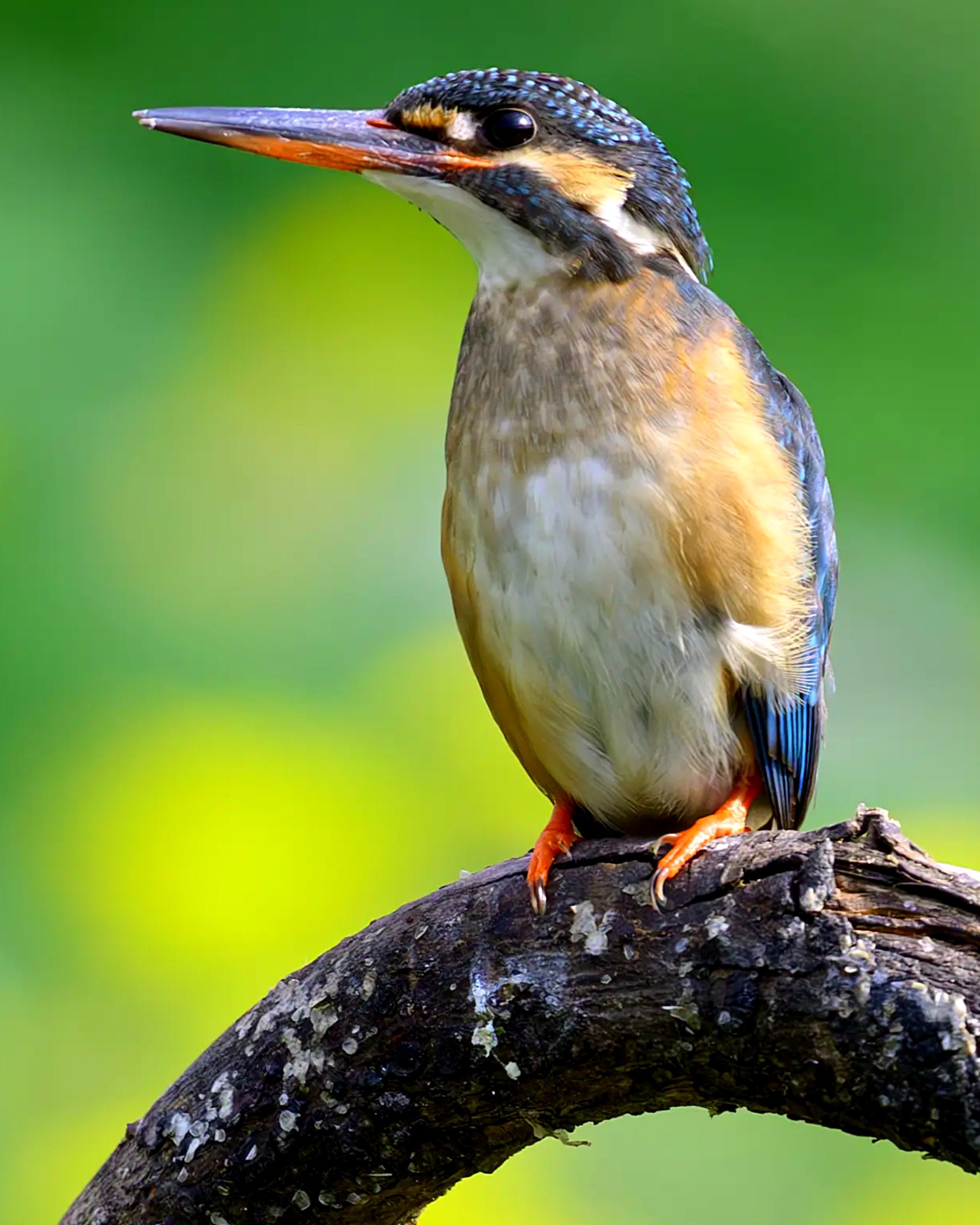 Common Kingfisher Alcedo atthis Linnaeus, 1758
