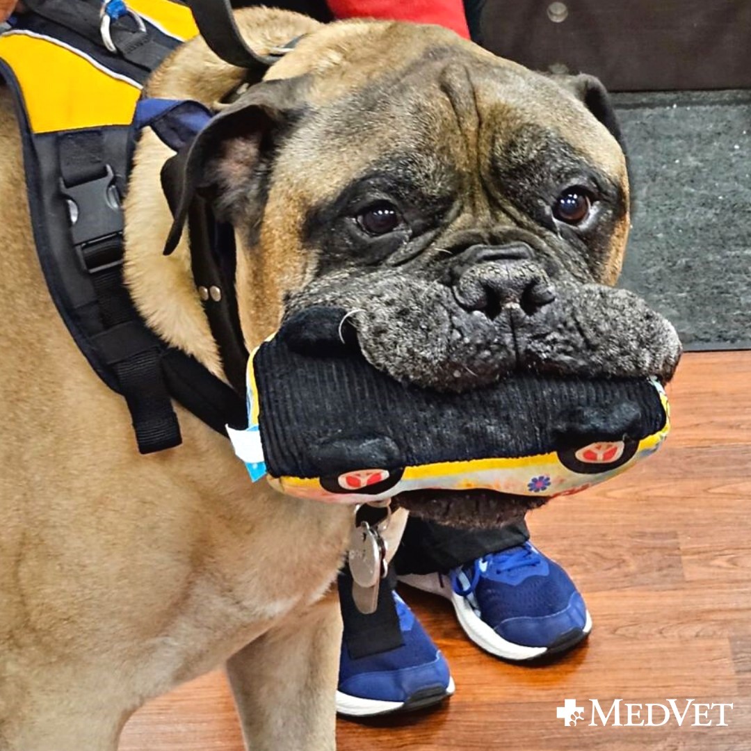 Pet Grooming In Delaware County Reference: Top Tail Pet Grooming