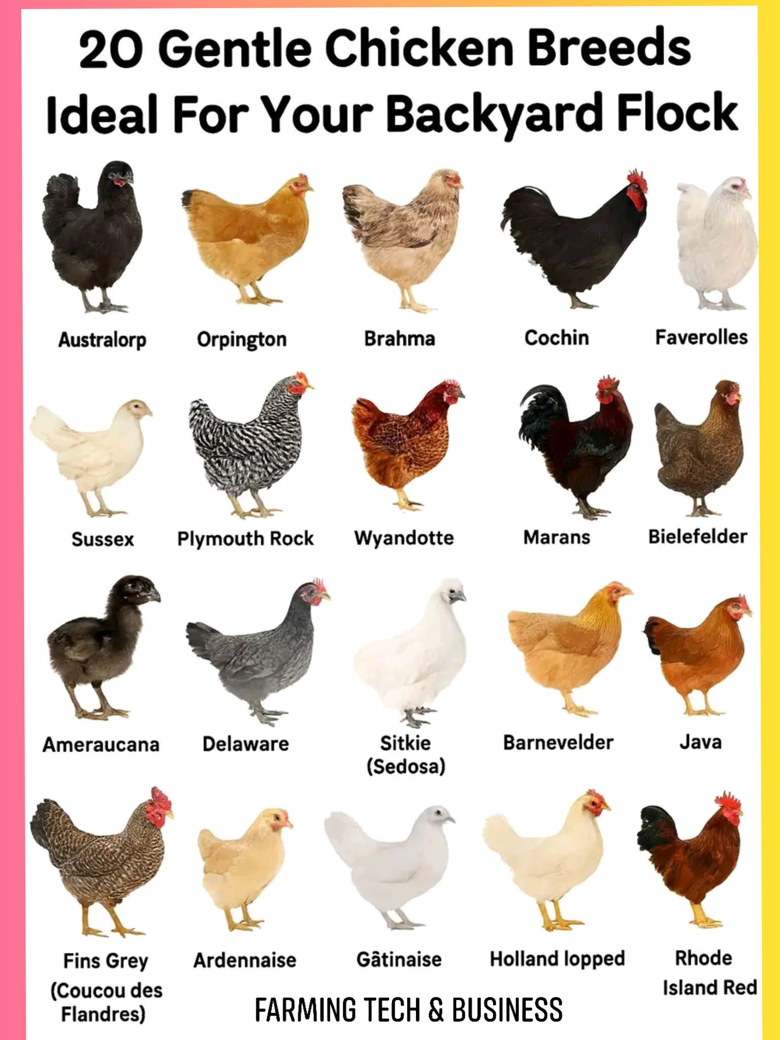 Calm And Gentle Chicken Breeds For Small Flocks