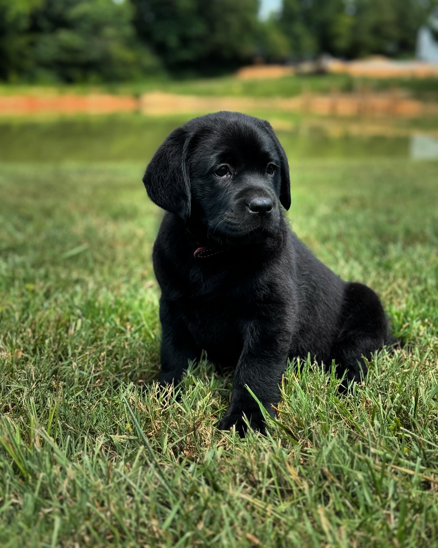 Tried & True Labradors