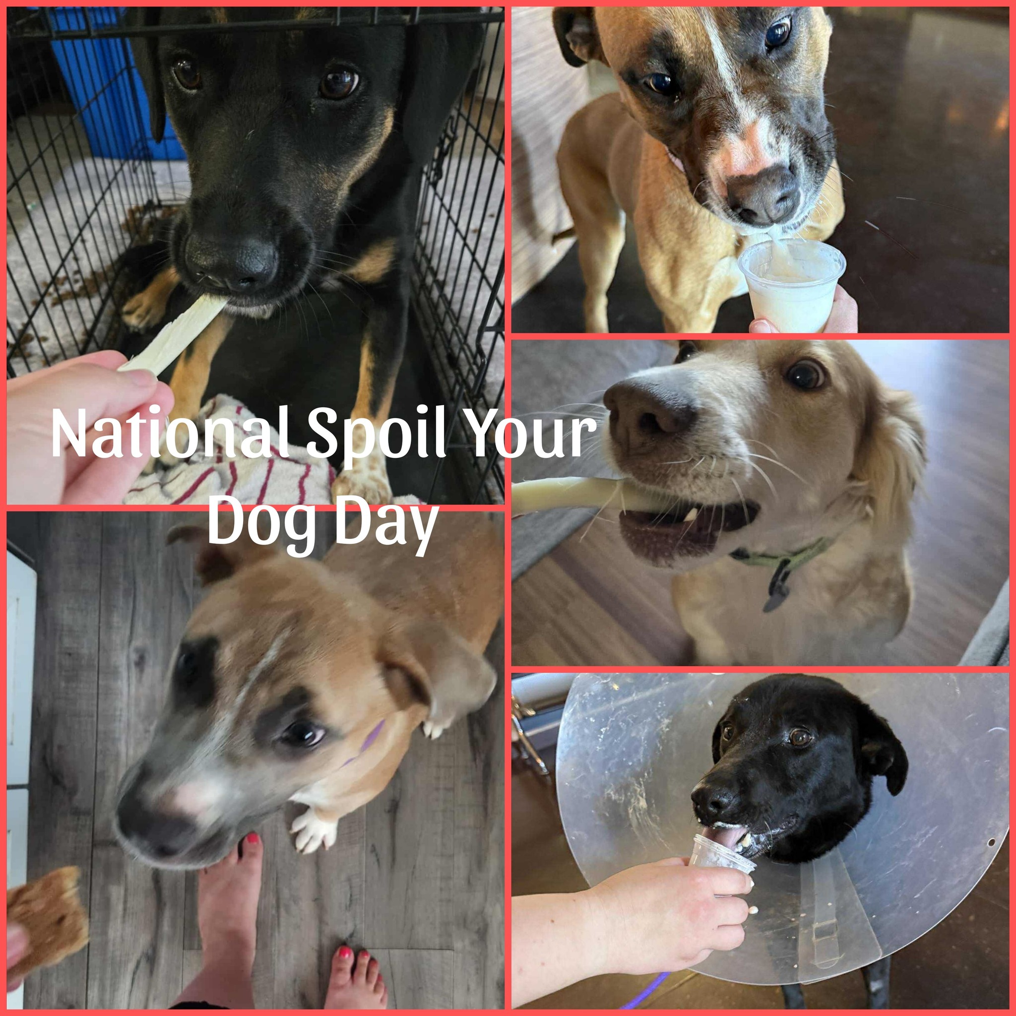 The Good - 🐾 Happy National Spoil Your Dog Day! 🐾 Which, let’s be ...