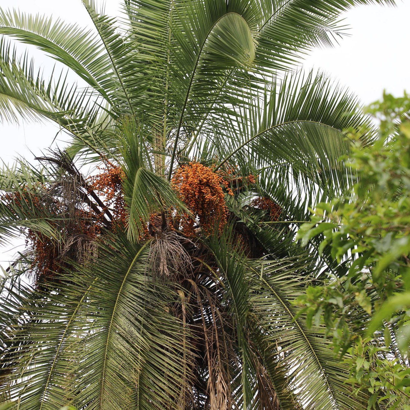 The wild date palm, known as... - Tooro Botanical Gardens