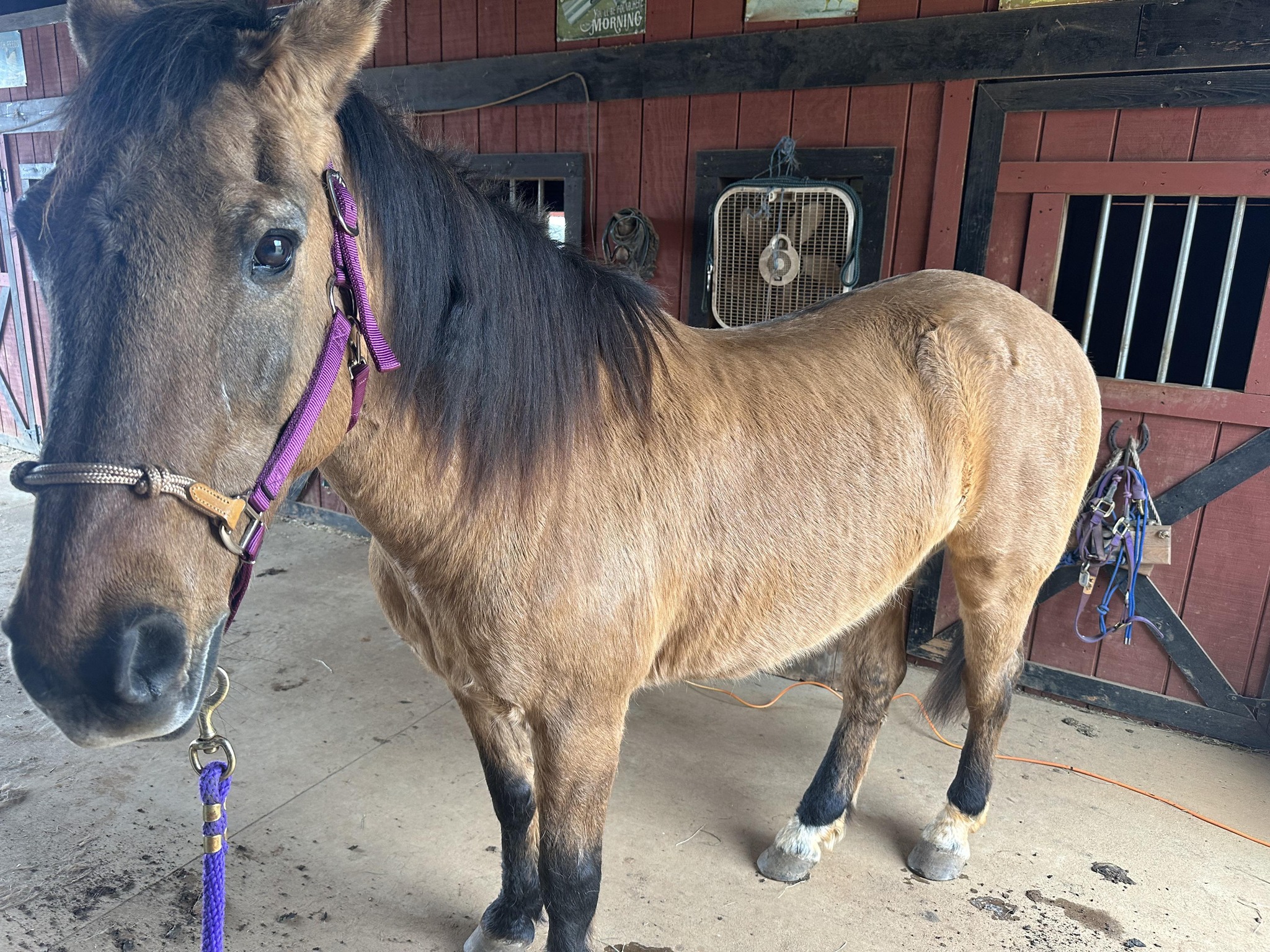 Angels Equine Rescue