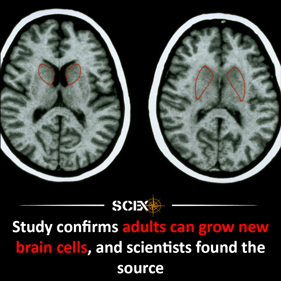 Science - 🧠 Yes, Adult Brains Can Grow New Neurons — Even in Old Age ...