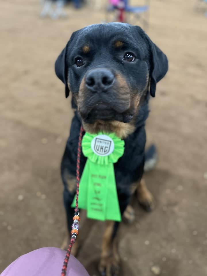 Von Der Hause Roush Rottweilers | Yucaipa CA
