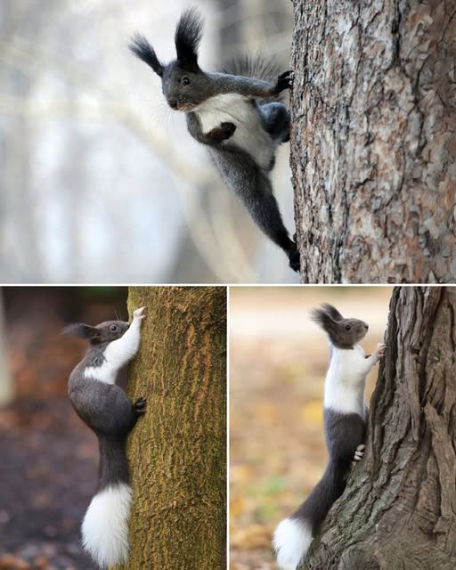 Truupy - 🔥 This is a TWO-TONE SQUIRREL — The Rarest Color Pattern You ...