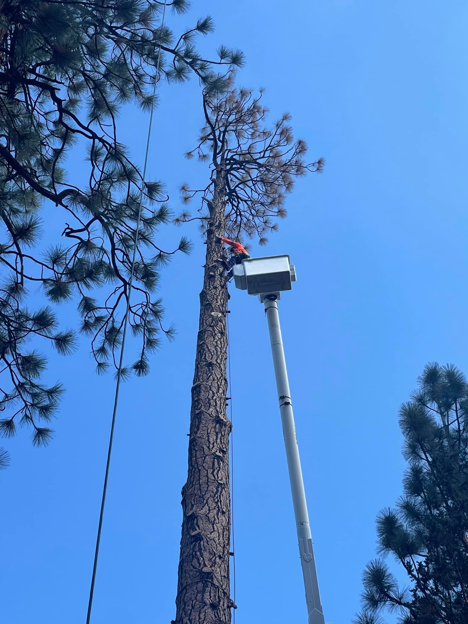 Alpine Tree Service