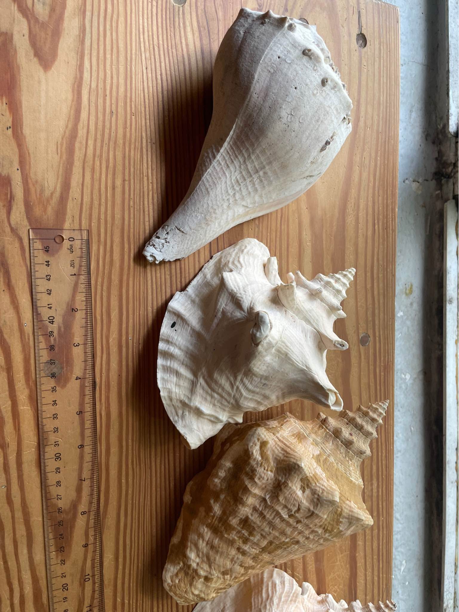 5 individual XL Sea Shells - Rocks, Fossils & Minerals - Lutz, Florida ...