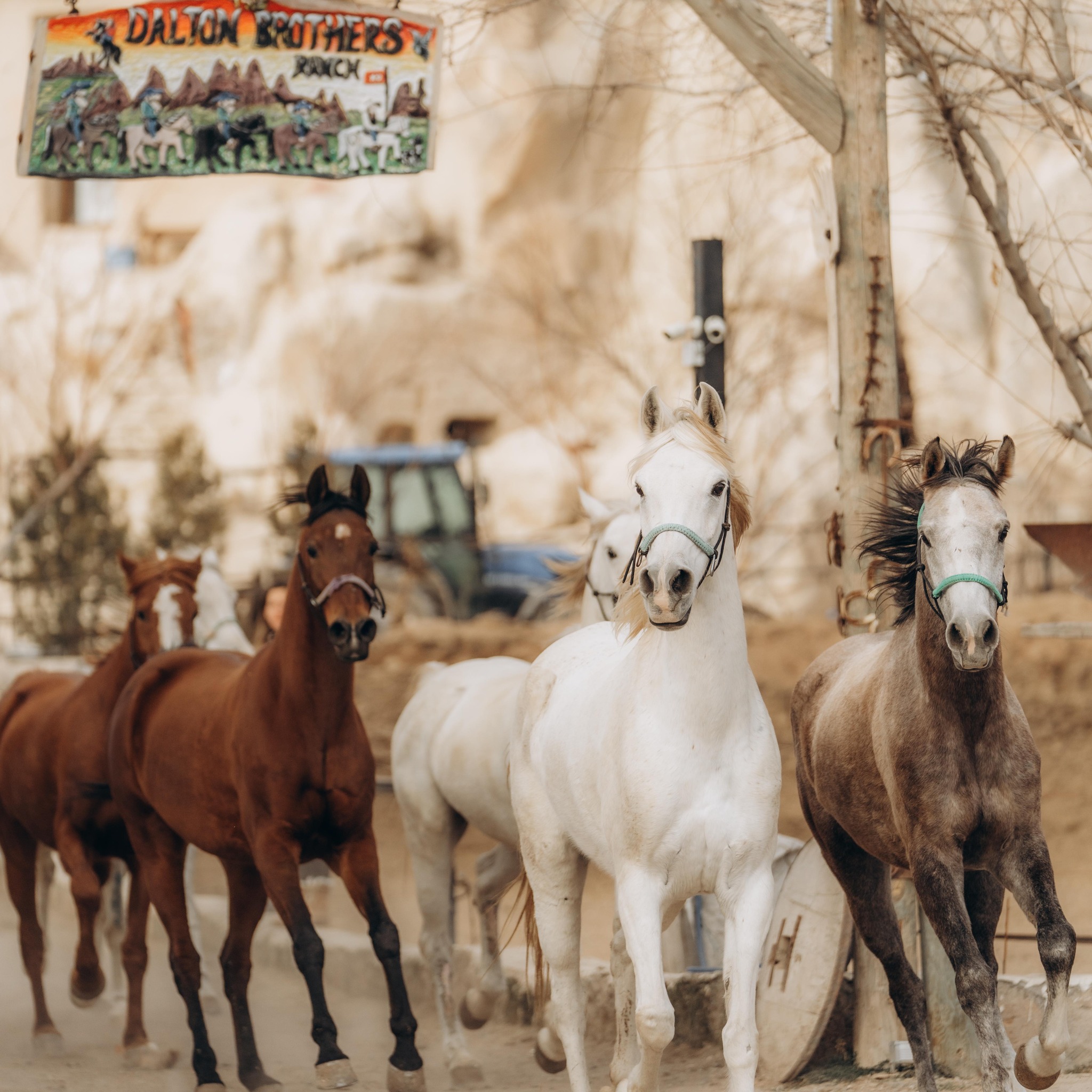 Dalton Brothers Horse Ranch