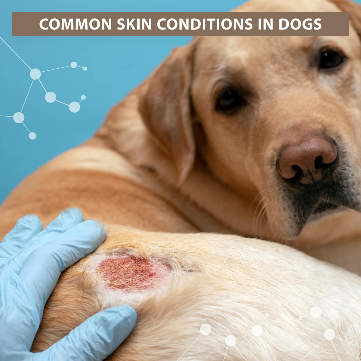 Picture of Kyron Vet Rx - #SkinAndCoatHealth: a small irritant can...