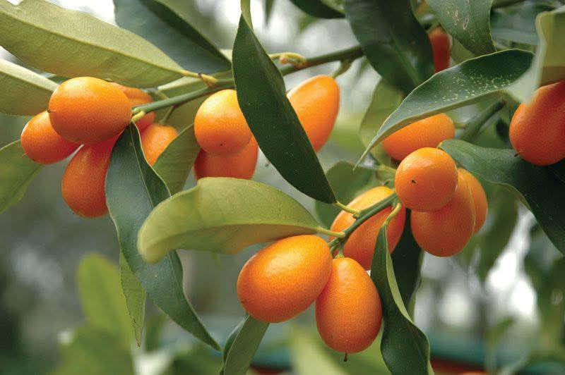 GIANT Growers - All Grafted fruit trees redily available... | Facebook