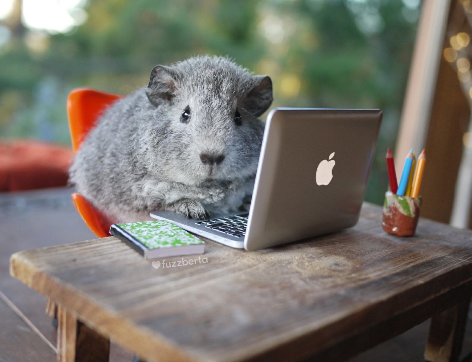 Are you freaking out about finals?... - Fuzzberta & Friends