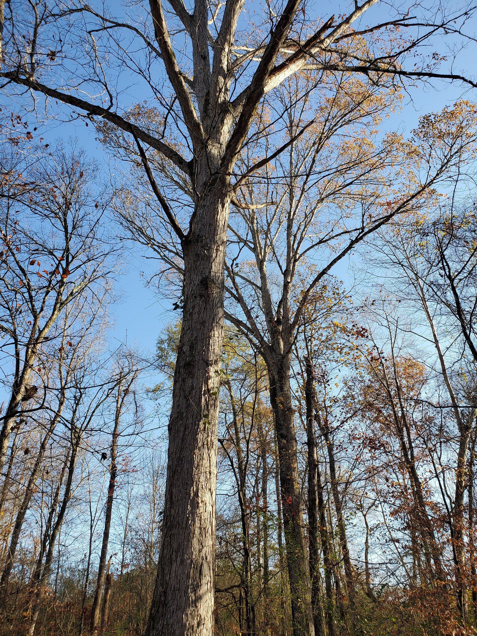 Alabama Hunting & Timber Land