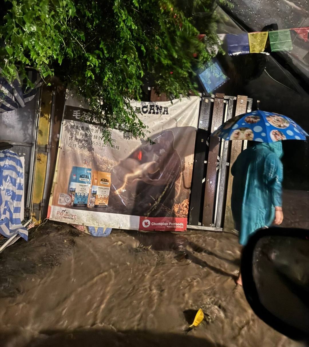 香港流浪狗之家 - 初到香港流浪之家，大舊飯守護在沙皮旁邊 | Facebook