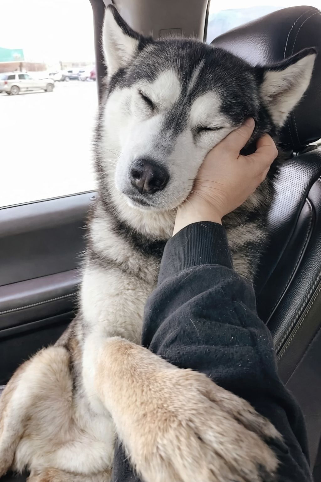 Jennie - For 198 days, Charlie waited. He wasn’t like the other Huskies ...