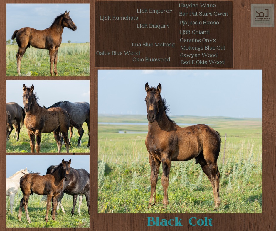 Our colts... - Eszlinger Ranch Black Angus and Quarter Horses