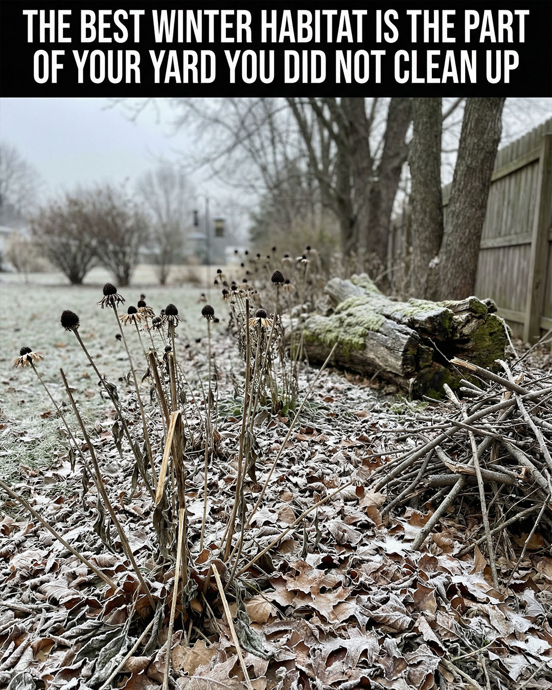 Watch - Many garden creatures depend on winter shelter to survive until ...