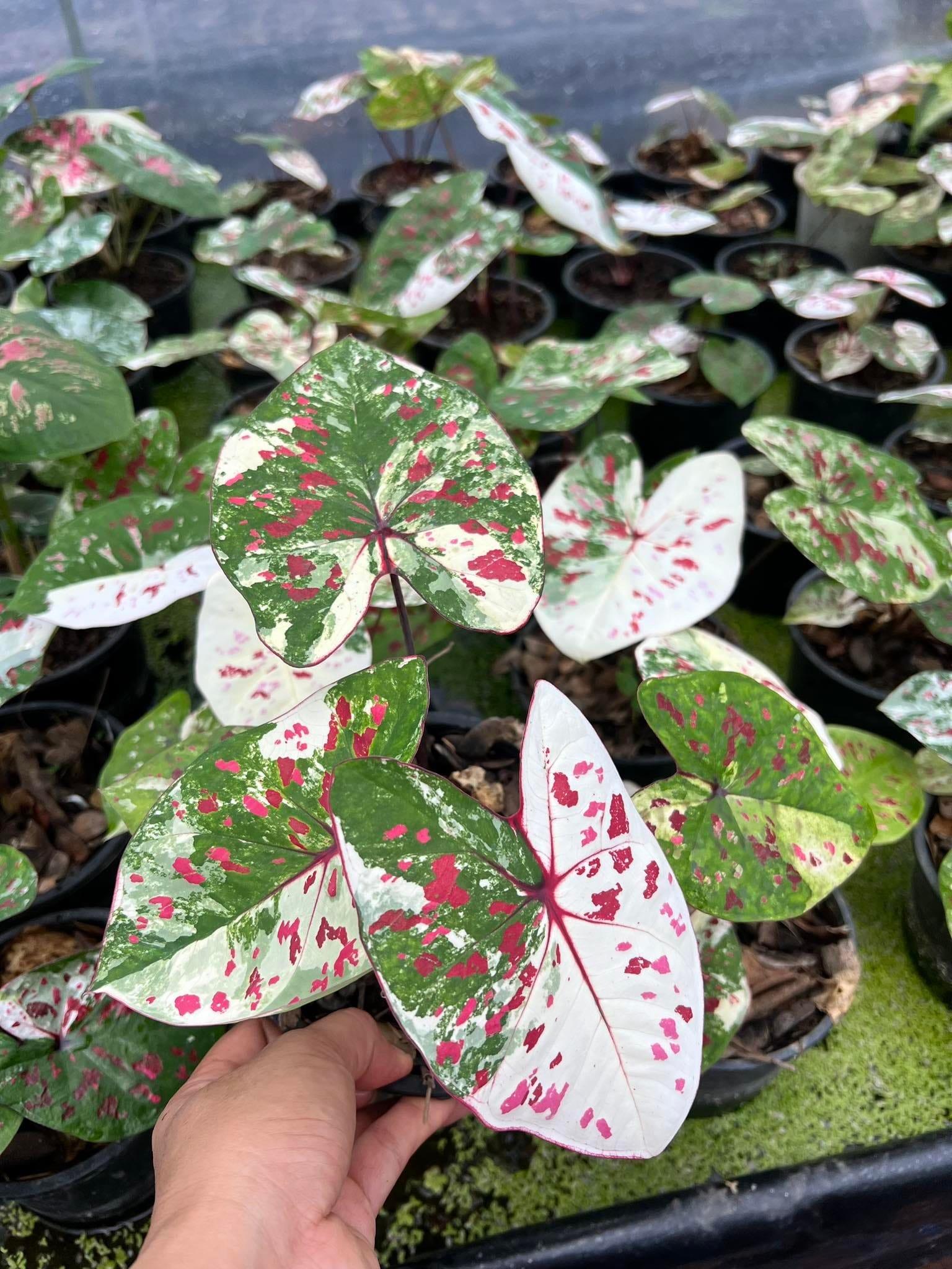 Colocasia​ Forest​ Sunrays So​ Beautiful​ 🇹🇭