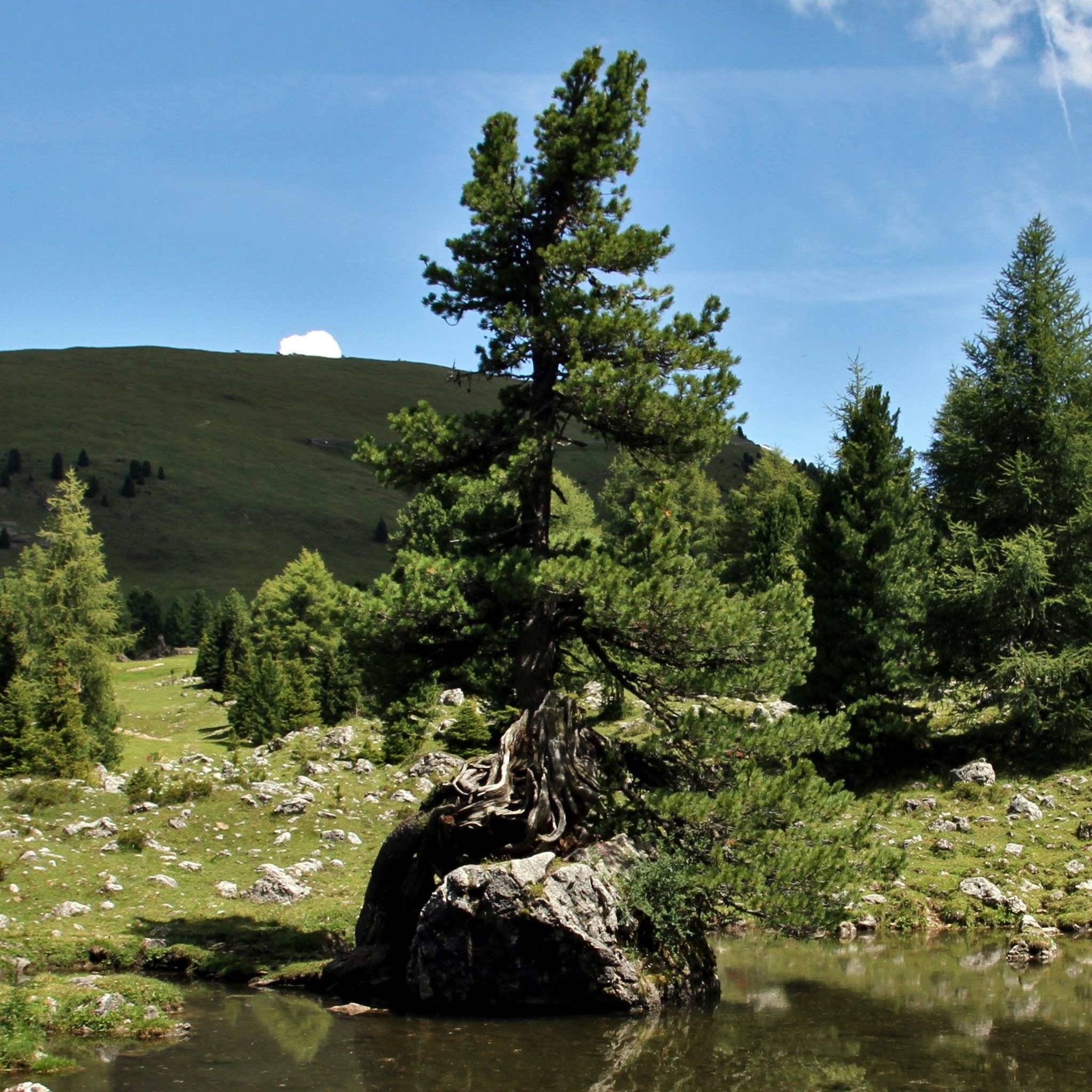 trvst.world - A new study reveals how ancient trees alter roles over ...