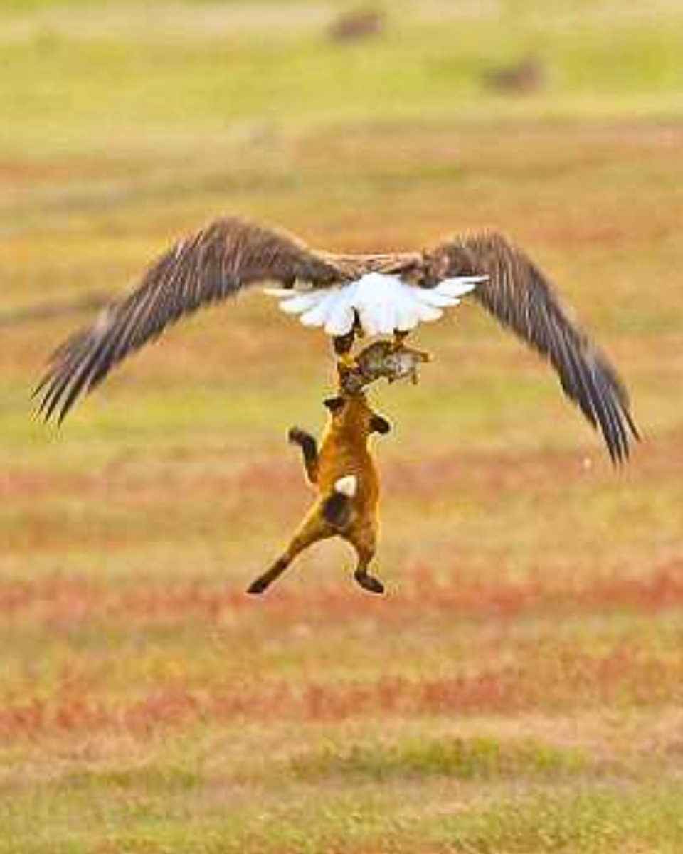 Wildlife - Bald eagle swoops and Lifts a Fox carrying a rabbit 20 feet ...