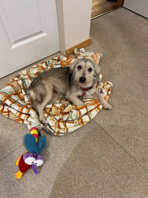 Smidget Rescue - Smidget Rescue added 20 new photos to the...