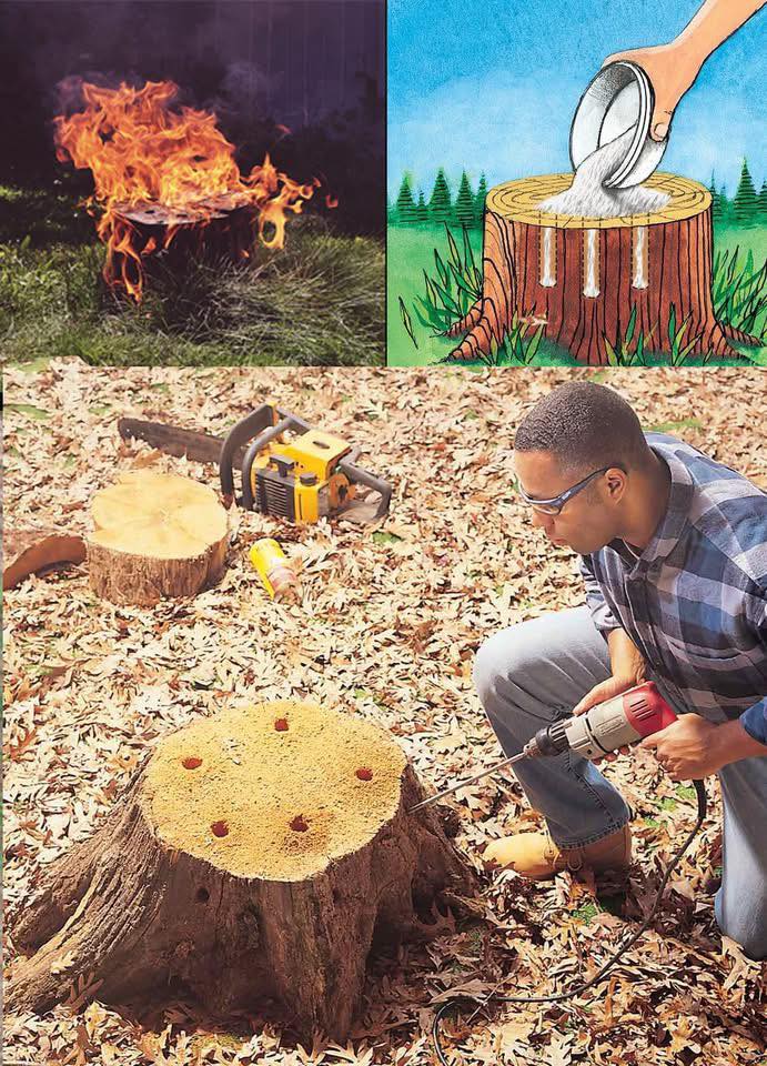 Plants - 4 Easy Ways to Remove Tree Stumps🪵 Full guide in the first ...