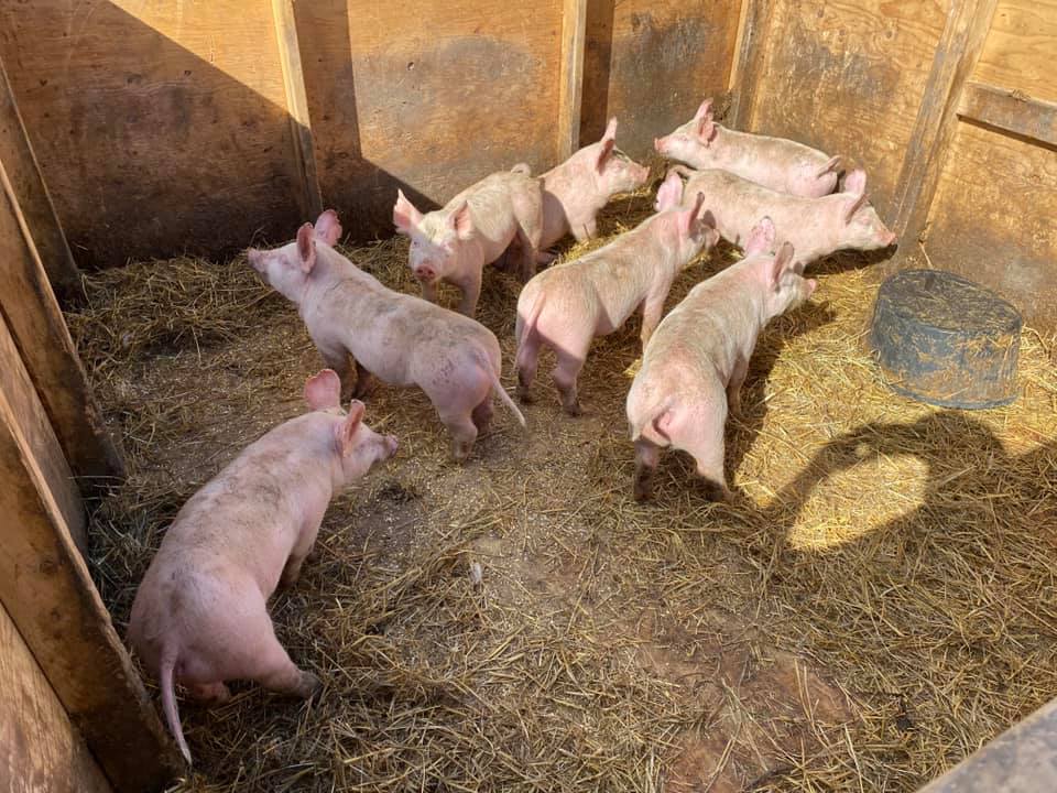 We have an assortment of piglets here... - Escalation Acres | Facebook