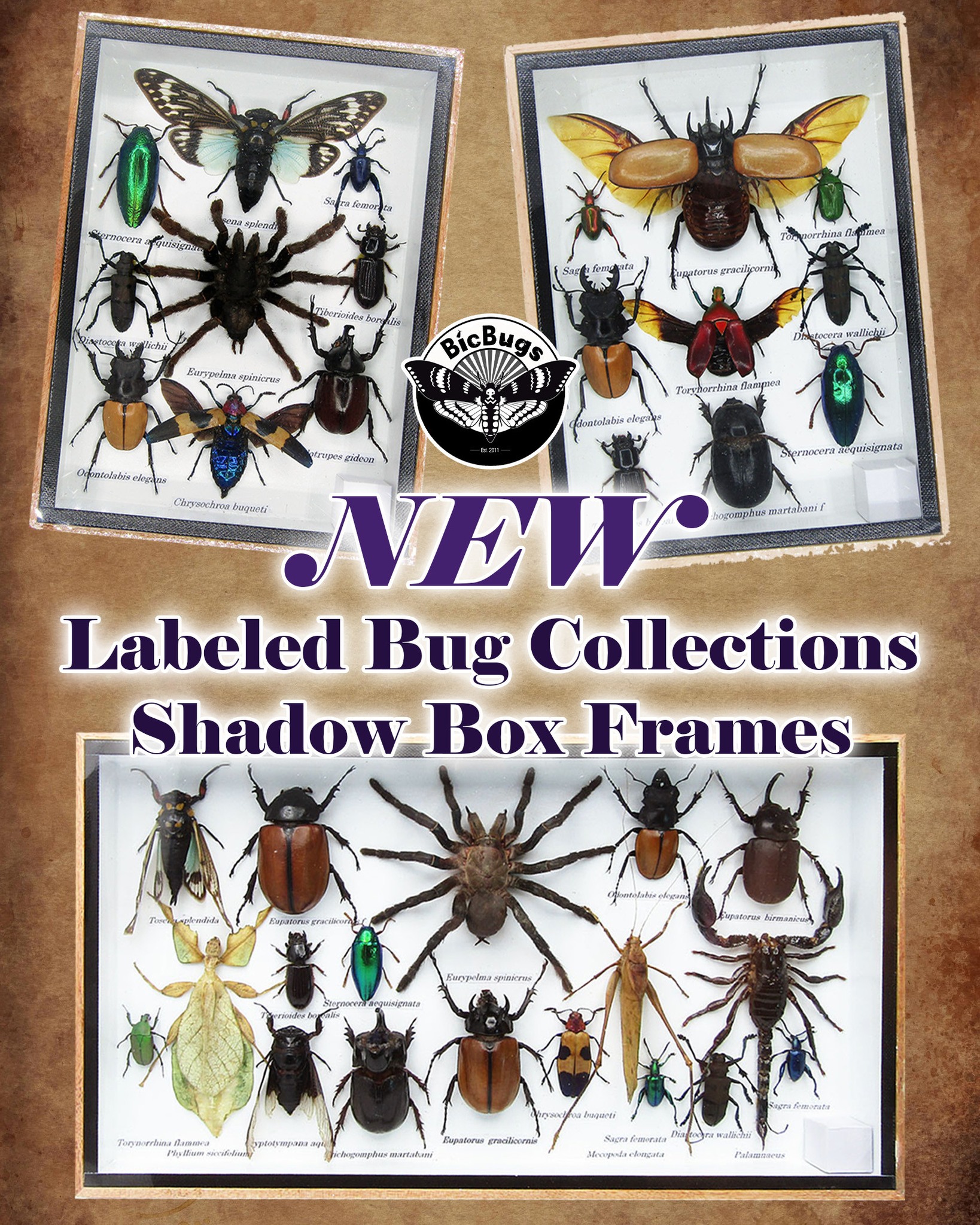 BicBugs - 🕷️NEW Labeled Bug & Insect Collections🦂 BicBugs is now ...