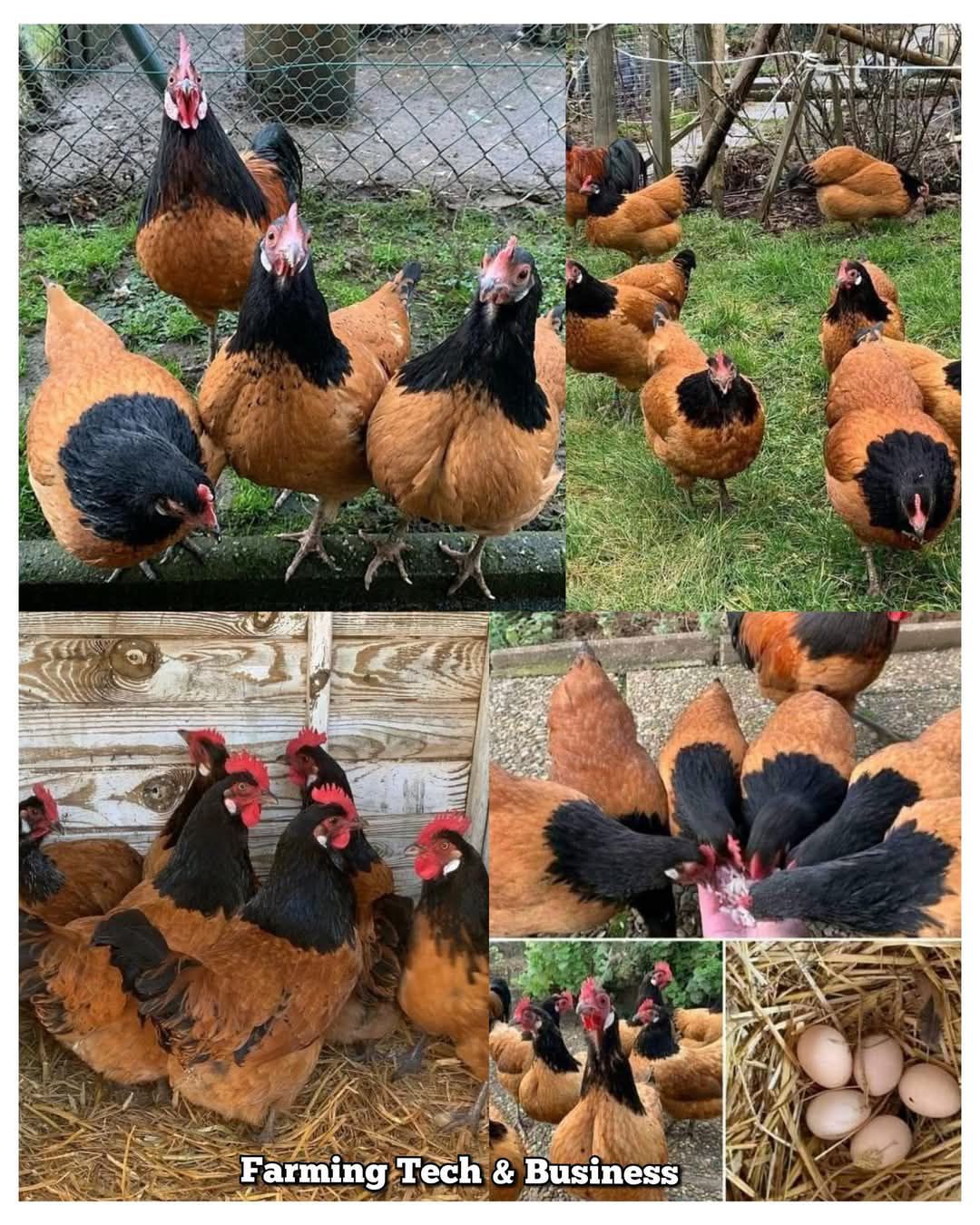 Farming - 🐓 Vorwerk Chicken: The Golden Gem of Backyard Farming The ...