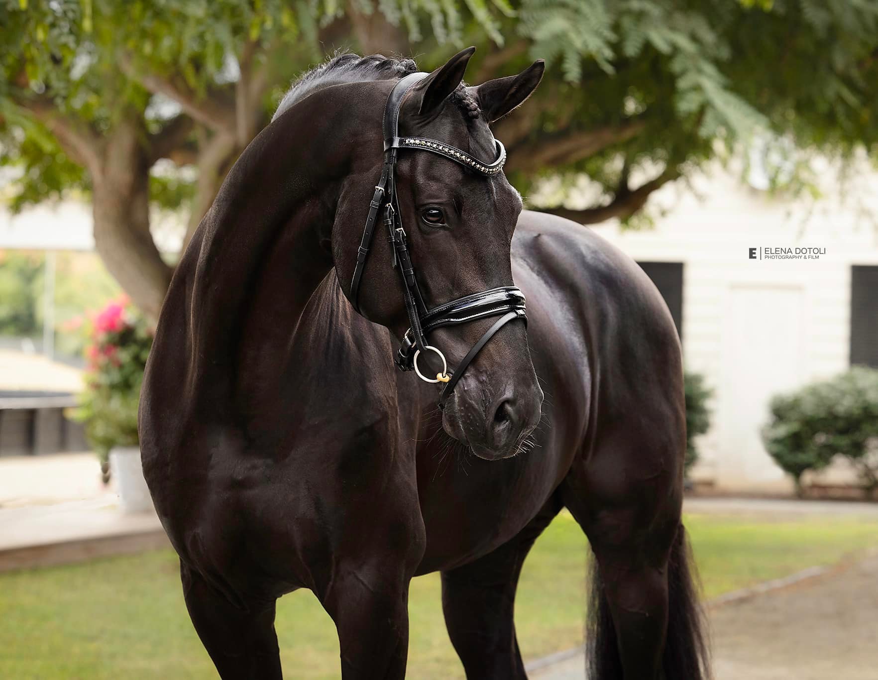 KWPN approved stallion Sonnenberg's Jersey for breeding