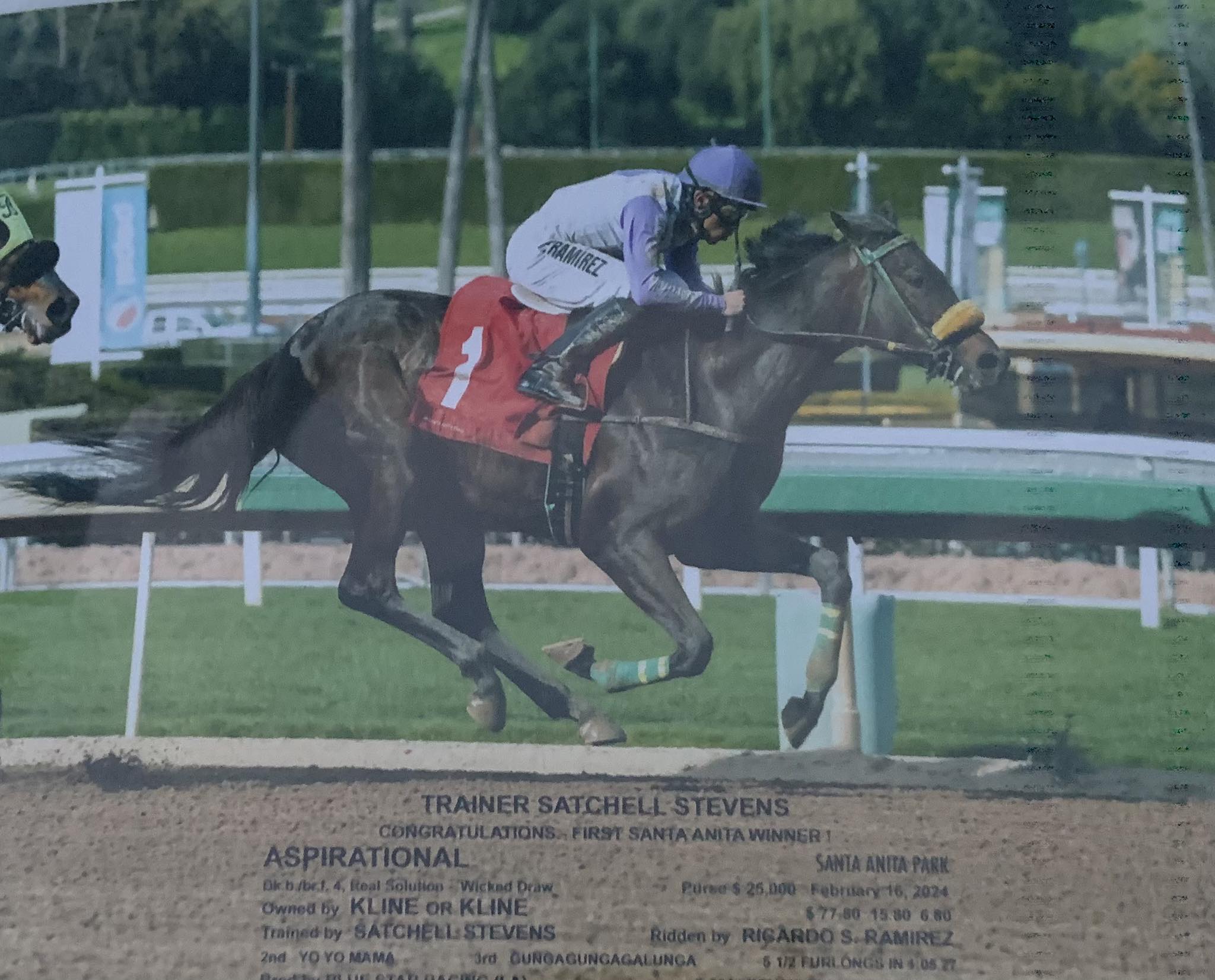 Satchell Stevens Racing Stables - Our next generation of champs are ...