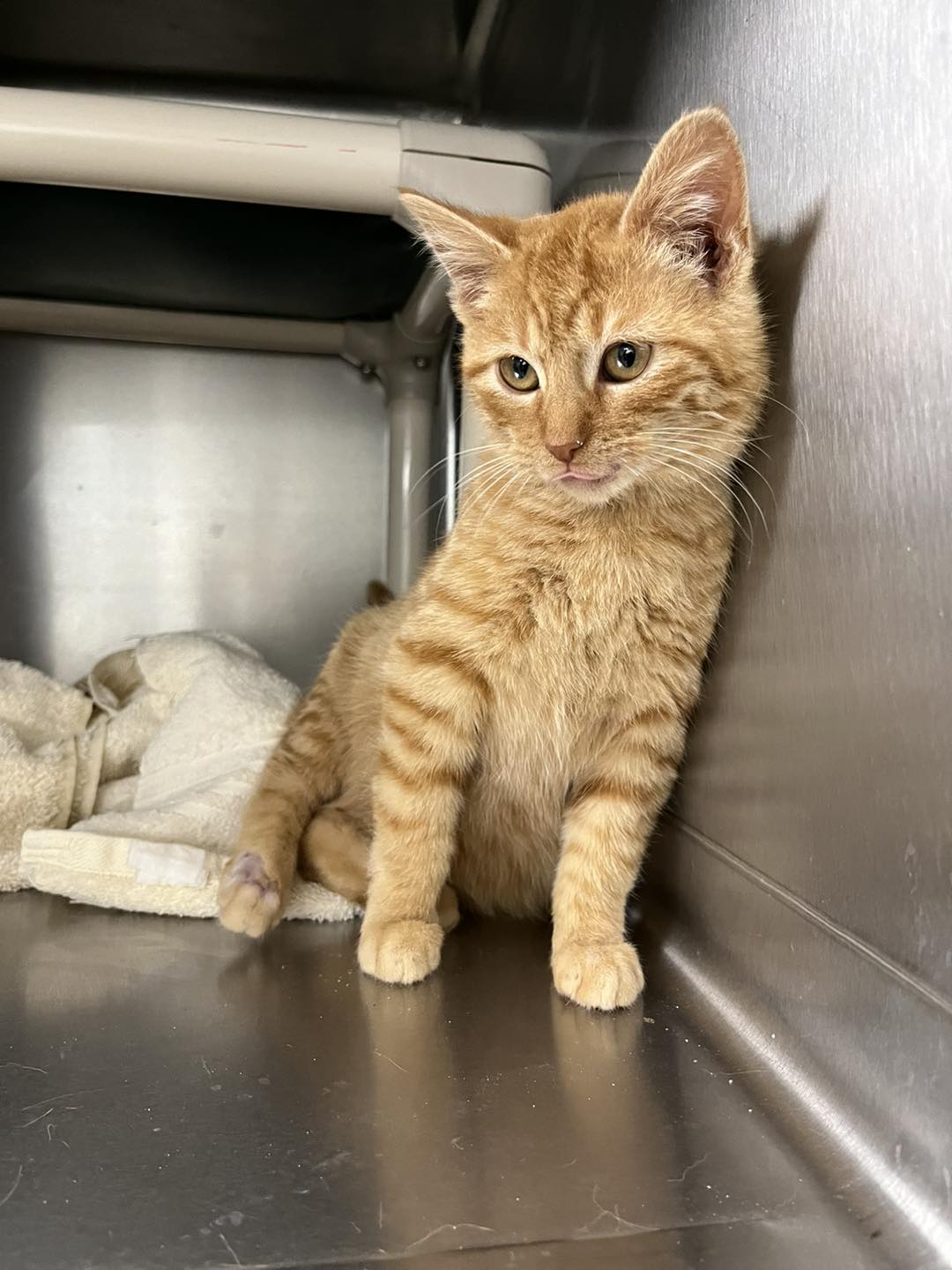 ADOPTION... - Henry County Humane Society - Geneseo, IL | Facebook