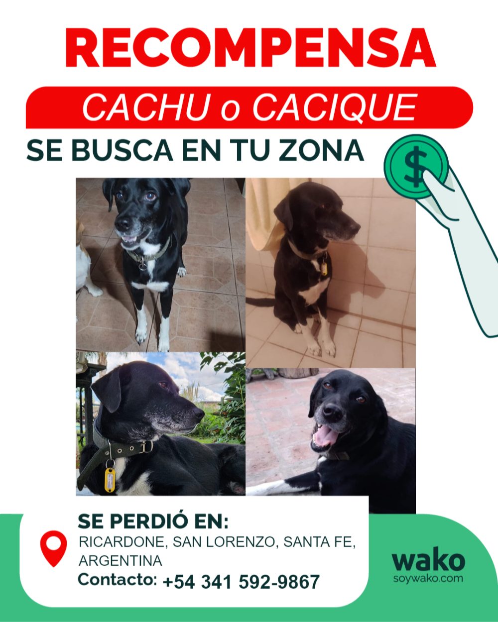 Wako - ⚠️ ¡Ayúdanos a encontrar a Cachu! ⚠️ 📌 Se perdió...