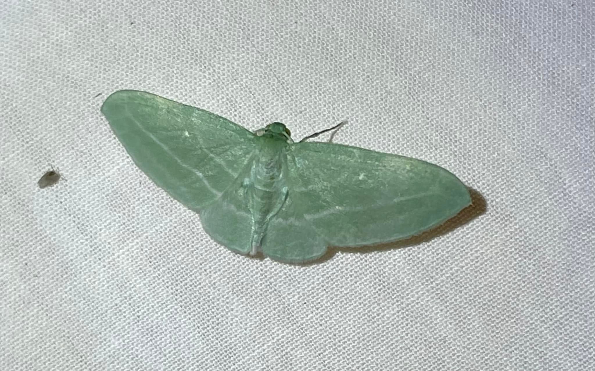 Green moths in Barry County, Michigan