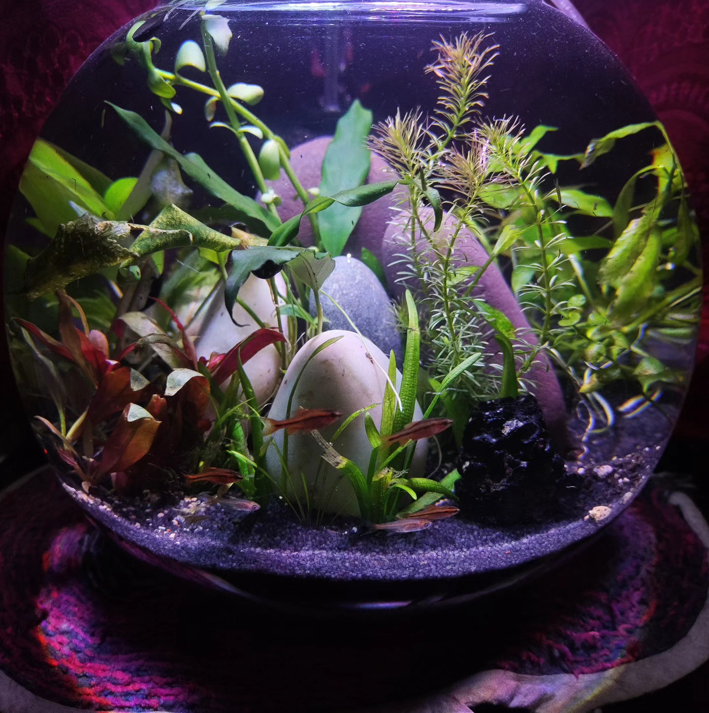 The Aquarist India - #fishbowl #guppy #guppyfish #fishes #fishkeeper # ...
