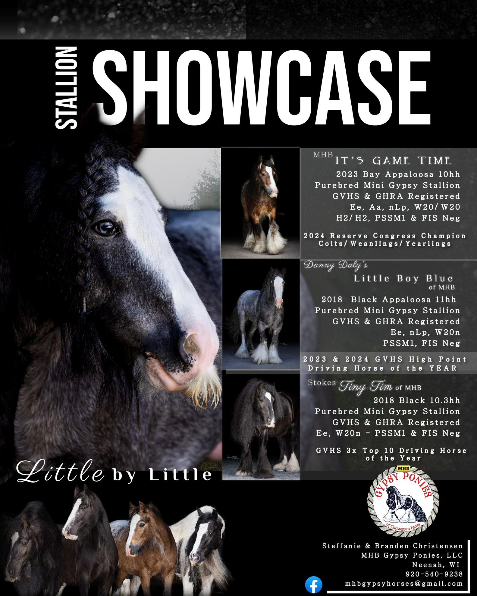 Gquine Magazine - MHBGypsy Ponies specializes in Purebred... | Facebook