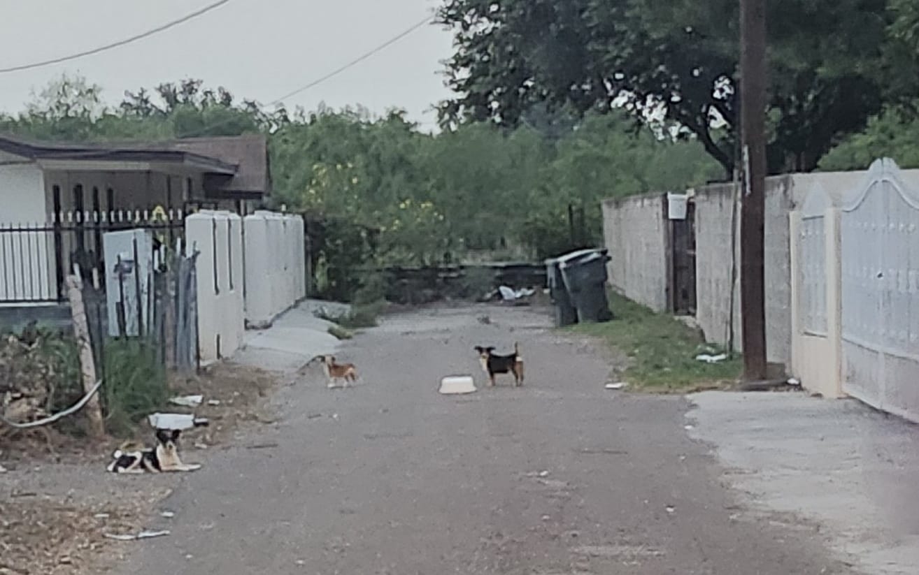 Food Donations Needed for Stray Dogs in Roma, Texas