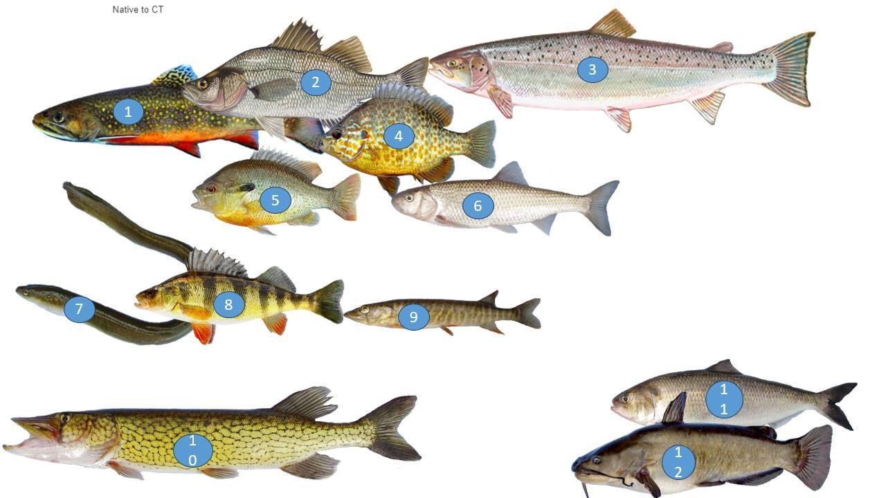 Connecticut - Native to CT Native Species include: 1 Brook Trout 2 ...