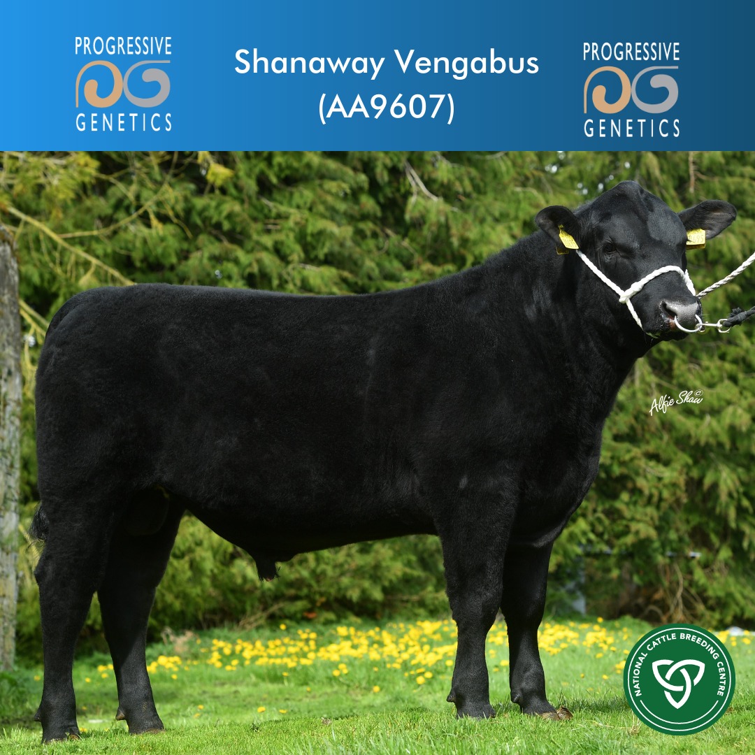 ‼‼ New sire alert‼‼ 😍Shanaway... - Progressive Genetics | Facebook
