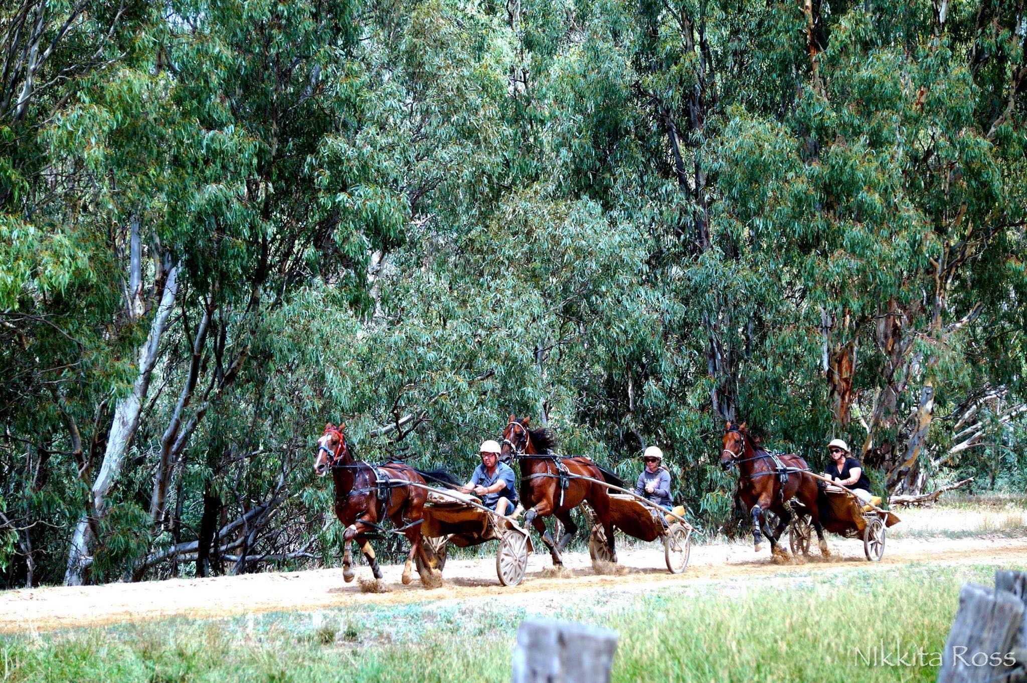 Morley Park Harness Racing Stud | Kialla VIC