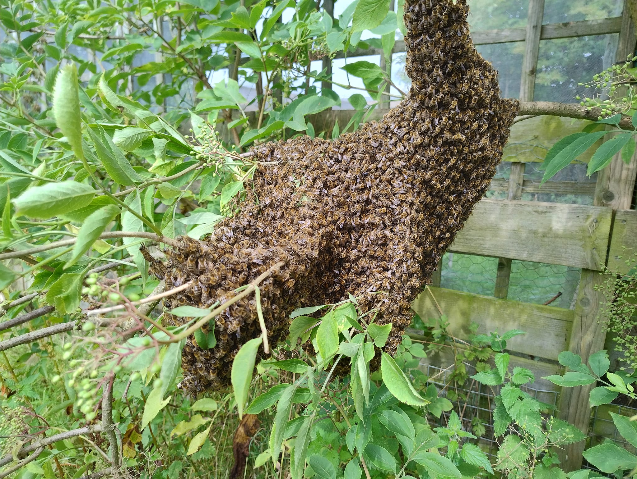 Honey Bee Swarms in the UK | Facebook